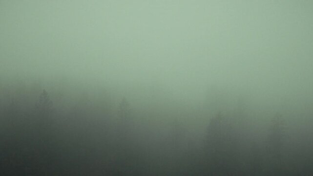 Mystischer Wald im Nebel
