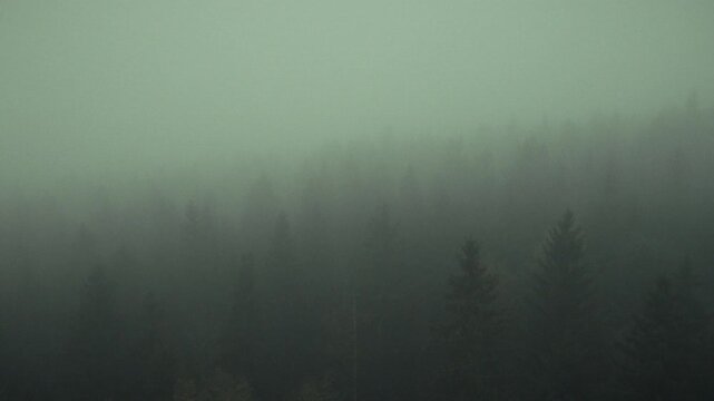 Mystischer Wald im Nebel
