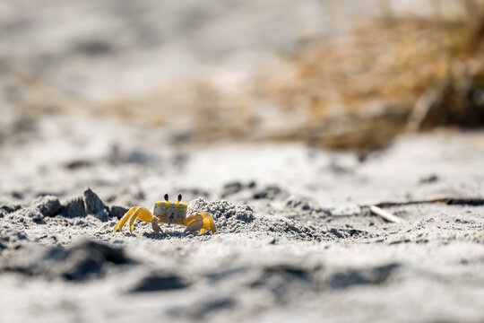 Atlantic Ghost Crab on Sandy Beach