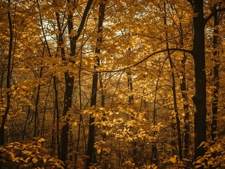 Golden Autumn Forest with Sunlit Leaves