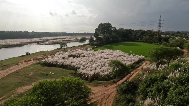 kash flower 4k footage captured during durgapuja time at rural west bengal india