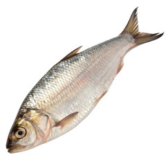 Fototapeta premium Hilsha Fish Isolated on White Background for Culinary Use