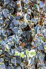 Variegated Ivy Climber With Cream Edges Covering a Dense Green Wall of Vines