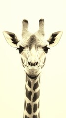 Fototapeta premium Giraffe portrait showcases unique features in and against a simple background