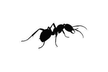 ant isolated on white background