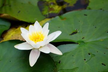 Beautiful white water lily with yellow center blooming on green lily pads in calm pond, symbol of purity, peace and nature.