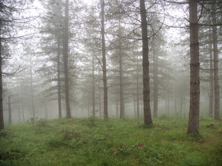 Naklejka premium Dense misty forest with atmospheric pine trees - A group of pine trees with bare branches partially hidden by a thick fog creating a tranquil and mysterious woodland scene.