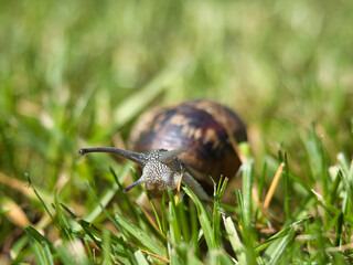 Two snails intertwined on vibrant green grass - A close-up of two snails with patterned shells seemingly stacked on top of each other while moving through lush green grass on a sunny day.