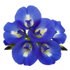 Vibrant blue butterfly pea flowers against a dark background