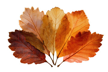 Fototapeta premium Pressed fall leaves with crisp textures and natural autumn palette isolated on transparent background. 