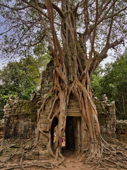 Roots Overgrowing Ancient Gateway - The immense roots of a giant tree enveloping an ancient temple gateway, showcasing nature's reclaim of historical structures.