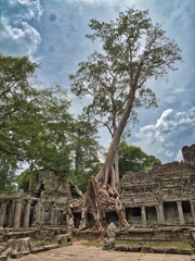 Preah Khan Tree Temple - A massive tree with sprawling roots intertwined with the ancient stone ruins of Preah Khan temple under a cloudy sky.