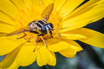 bee on yellow flower