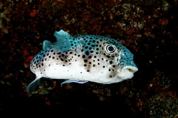 Pez globo con rémora en cueva © IKER