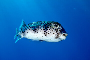 Pez globo con r&eacute;mora nadando