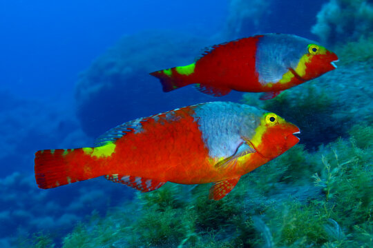 Pareja de peces loro hembras nadando junto al arrecife