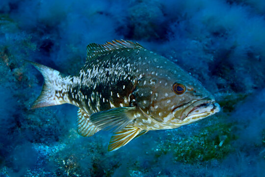 Abade entre las algas