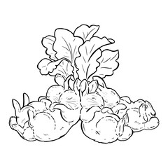 Peter Rabbit in line art style, vintage illustration children's book character for design and printing.