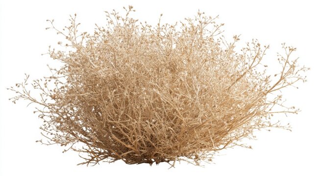A cluster of dried tumbleweed rests on the ground in a sunlit desert area. The plant has a round bushy shape with many thin branches and small flowers.