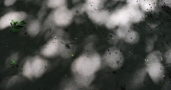 walking path trampled in the park with shadows from deciduous trees in the summer season, part of the walking path through the park on a bright sunny day