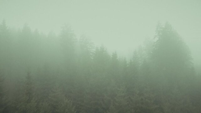 Mystischer Wald im Nebel