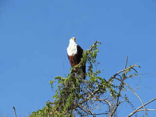 white tailed eagle