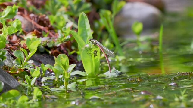 Newly Emerged Large Red Damselfly Drying  Out in an Urban Pond