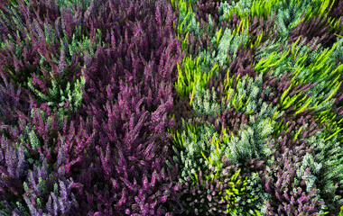 Purple and green plants and flowers in a bunch 