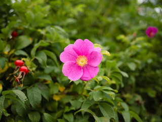pink flowers in the garden with green leaves in the background