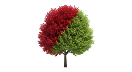 A single tree with half its leaves red and the other half green, isolated on transparent background