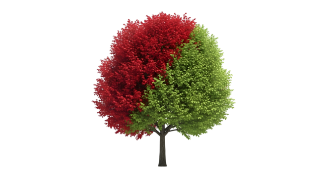 A single tree with half its leaves red and the other half green, isolated on transparent background