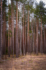 Obraz premium Straight conifer trunks rising from sparse understory, rhythmic pattern, gentle light, peaceful forest mood