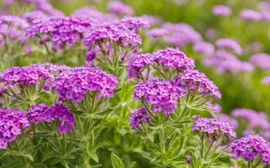 Fototapeta premium Fast blooming, mildew-resistant purple verbena features a rounded mound shape, thriving excellently in hot climates. Ideal for heat-tolerant garden concepts.