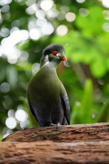 Green turaco bird with vivid plumage, red eye ring, and orange beak perched on a branch in tropical greenery. Exotic wildlife and nature photography concept.