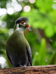 Green turaco bird with vivid plumage, red eye ring, and orange beak perched on a branch in tropical greenery. Exotic wildlife and nature photography concept.