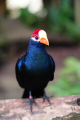 Violet turaco bird with striking blue plumage, red crest, and bright orange beak perched on a branch in a lush tropical environment. Exotic wildlife and nature concept.