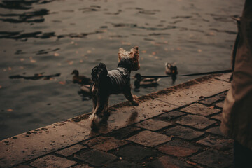 Yorkshire terrier dog enjoying a walk by the water. A small dog, on a leash, stands on a stone...