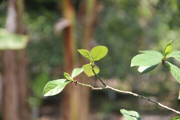 planta usada para preparo de ayahuasca, na amazônia