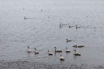 Swan migration - A serene view of a large flock of elegant swans gracefully navigating the calm, rippling waters of a lake