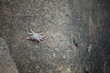 Diverse crabs, large and small, scuttling across a textured, dark rock formation in a coastal environment.