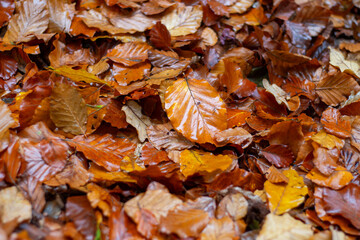 Detailed view of the rich, warm colors of damp fallen leaves scattered across the woodland ground
