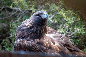 Close-up of a majestic Golden Eagle with sharp eyes and a powerful blue beak, looking intently
