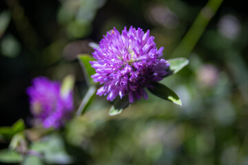 Fototapeta premium Vibrant purple clover flower in close-up, highlighting delicate petals and intricate details.