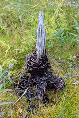 Weathered Tree Stump with Dark Layered Fungi Flourishing in a Grassy Woodland