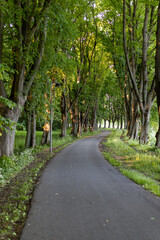 Denmark - A peaceful winding bicycle path shaded by a canopy of green trees in a sunlit park.