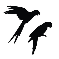 Silhouettes of two macaws one in flight and the other perched against a white background
