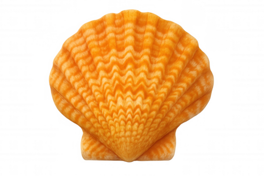Orange scallop shell displaying natural ocean textures with vibrant color and a transparent background