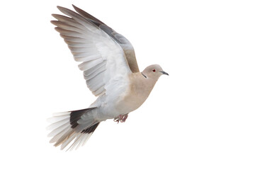 Collared dove flying isolated on white