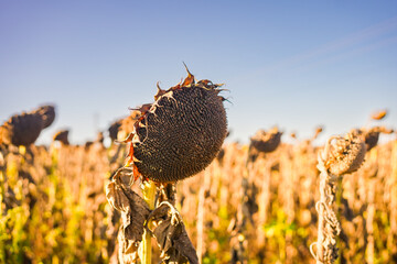 Dry Sunflower Ready for Harvest in Agricultural Field, Rural Farming and Agribusiness Concept, Sunflower Seeds Production and Sustainable Agriculture