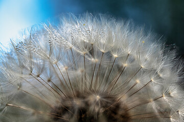 Dandelion seeds with dew drops under blue sky
Macro photograph of dandelion seeds decorated with dew drops against a blue sky background.
